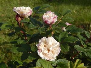 DSCN8732.JPG