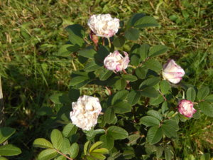 DSCN8736.JPG
