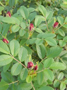 DSCN8431.JPG