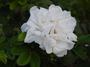 DSCN7889.JPG
