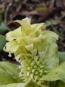 DSCN8756.JPG