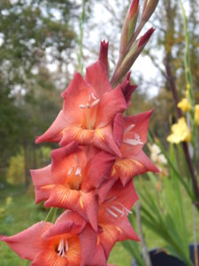 DSCN8503.JPG