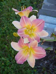 DSCN8546.JPG
