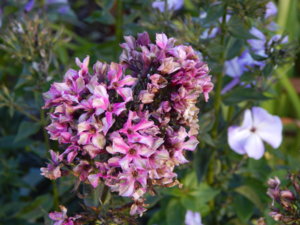DSCN8682.JPG