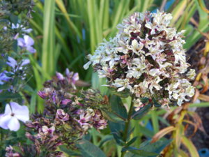 DSCN8684.JPG