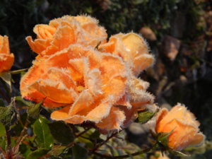 DSCN8799.JPG