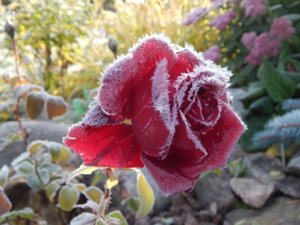 DSCN8802.JPG