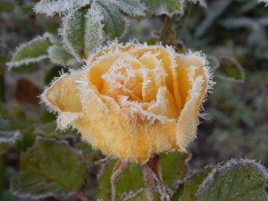 DSCN8811.JPG