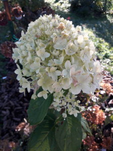 20181008_103813.jpg