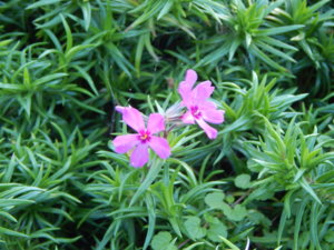 DSCN8689.JPG