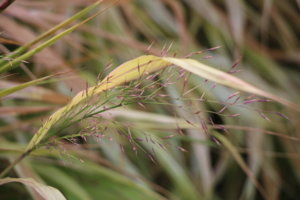 IMG_9996.JPG