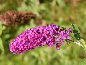 DSCN8262.JPG