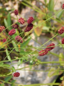 DSCN8268.JPG