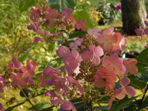 DSCN8294.JPG