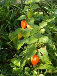 DSCN8298.JPG