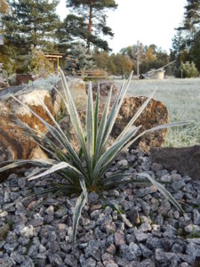 DSCN8807.JPG
