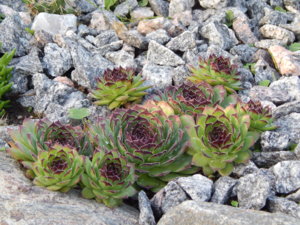 DSCN8447.JPG