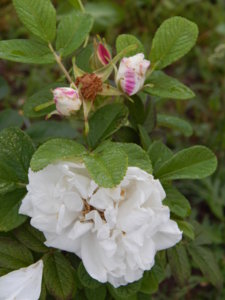 DSCN7739.JPG