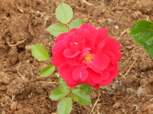 DSCN6783.JPG
