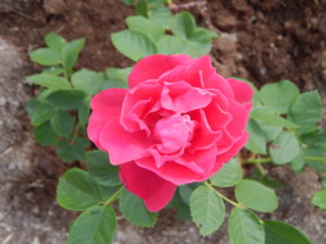 DSCN6568.JPG