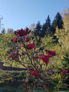 20181006_110047.jpg