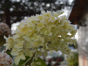 DSCN8821.JPG