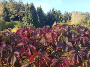 20180930_092643.jpg