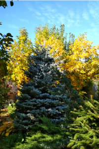 голуб ель.jpg