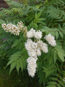 20180624_150347.jpg