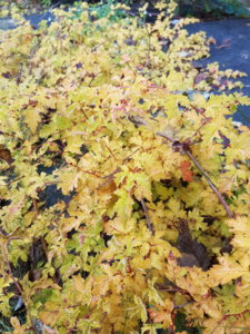 20181007_104034.jpg