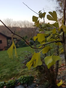 20181017_174752.jpg