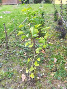 IMG_20180915_141732.jpg
