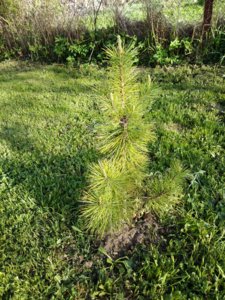 IMG_20180511_174438.jpg