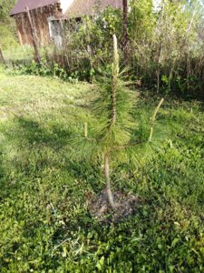 IMG_20180511_174451.jpg