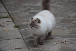 IMG_0081.JPG