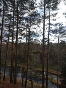 IMG_20181020_152606.jpg