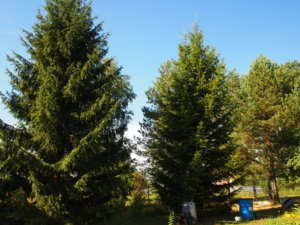 P7214821.JPG