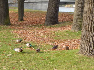 DSCN9064.JPG