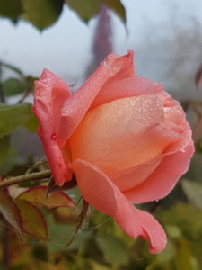 20181013_092153.jpg