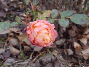 DSCN9070.JPG