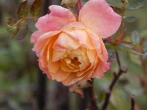 DSCN9071.JPG