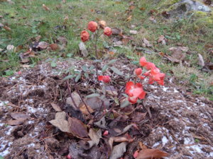 DSCN9078.JPG