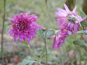 DSCN9069.JPG