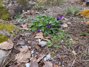 DSCN9075.JPG
