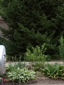 CAM03433.jpg