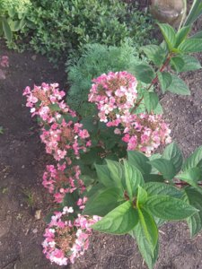 IMG_20180830_155339.jpg