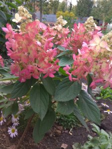 IMG_20180922_135255.jpg
