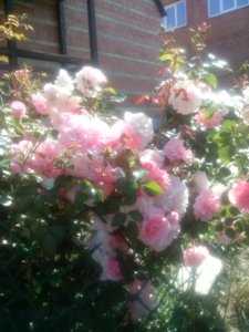 CAM02605.jpg