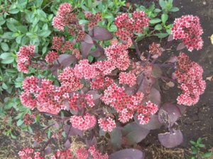 IMG_20180922_161526.jpg