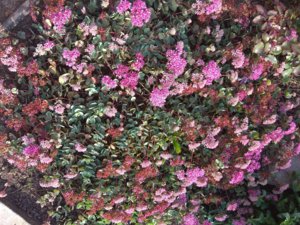 IMG_20180907_171831.jpg